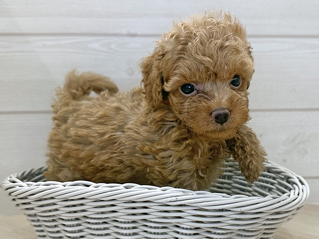 2025年8月10日生まれのトイプードル(タイニー)の3枚目の写真