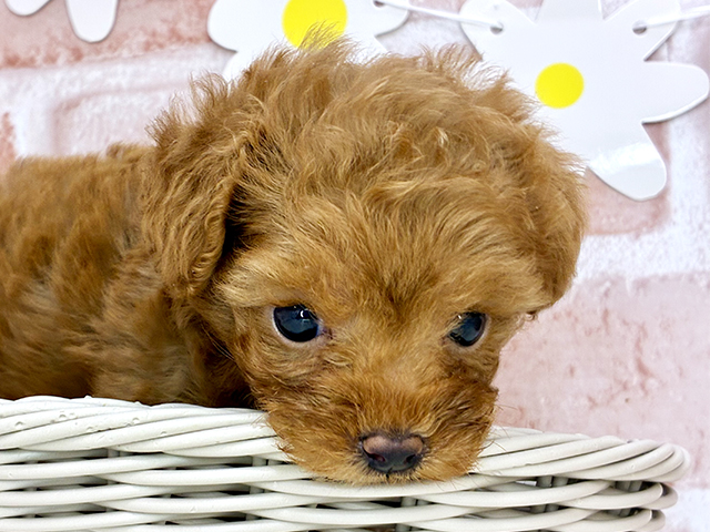 東京都のタイニープードル (ペッツファーストお台場店/2025年8月10日生まれ/女の子/レッド)の子犬の3枚目の画像