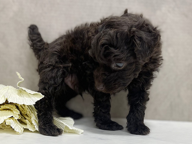 東京都のトイプードル(タイニー) (ペッツファースト池袋店/2025年8月11日生まれ/男の子/ブラウン)の子犬の2枚目の画像