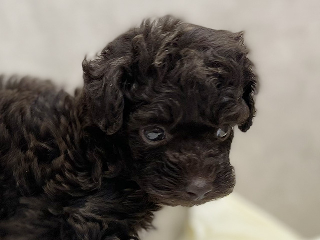 東京都のトイプードル(タイニー) (ペッツファースト池袋店/2025年8月11日生まれ/男の子/ブラウン)の子犬の3枚目の画像