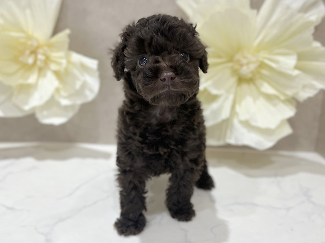 東京都のタイニープードル (ペッツファースト新宿店/2025年8月11日生まれ/男の子/ブラウン)の子犬の1枚目の画像