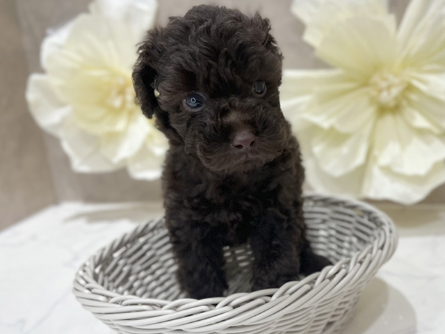 東京都のタイニープードル (ペッツファースト新宿店/2025年8月11日生まれ/男の子/ブラウン)の子犬の3枚目の画像