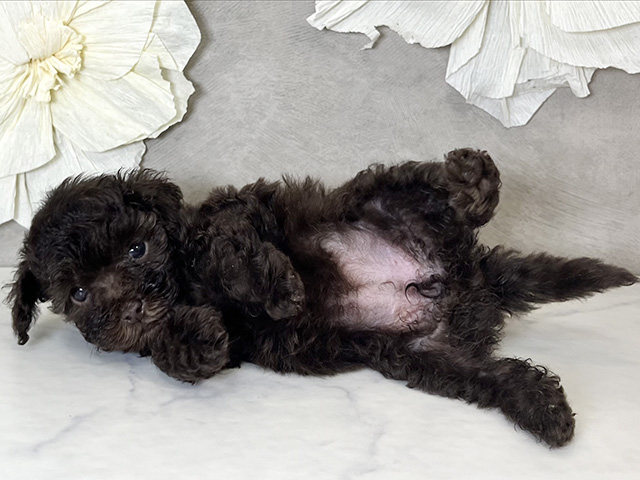 東京都のタイニープードル (ペッツファースト下北沢店/2025年8月11日生まれ/女の子/ブラウン)の子犬の3枚目の画像