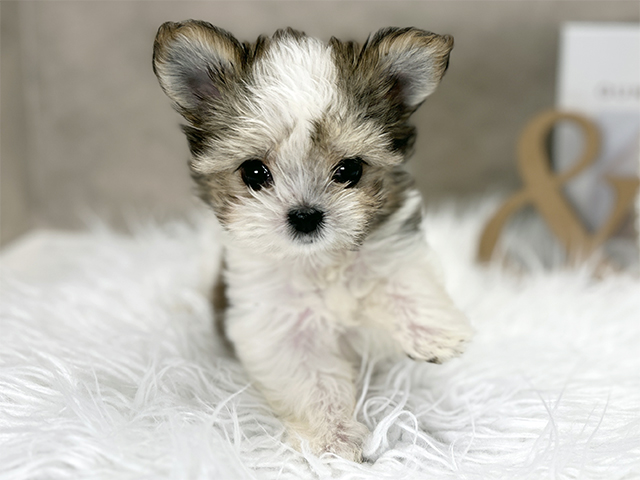 東京都のチワマル/マルチワ(チワワ×マルチーズ) (ペッツファースト青山店/2025年8月10日生まれ/女の子/レッドホワイト)の子犬の1枚目の画像