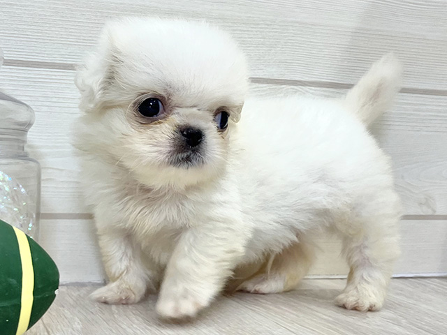 愛知県のペキニーズ (ペッツファースト大高店/2025年8月8日生まれ/男の子/クリーム)の子犬の2枚目の画像