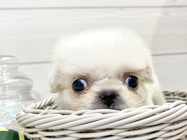 愛知県のペキニーズ (ペッツファースト大高店/2025年8月8日生まれ/男の子/クリーム)の子犬の3枚目の画像