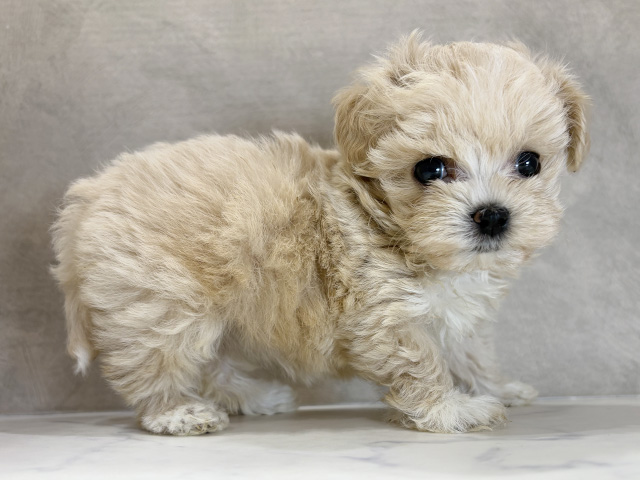 群馬県のマルプー(マルチーズ×プードル) (ペッツファースト高崎店/2025年8月11日生まれ/女の子/アプリコット)の子犬の2枚目の画像