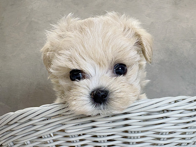群馬県のマルプー(マルチーズ×プードル) (ペッツファースト高崎店/2025年8月11日生まれ/女の子/アプリコット)の子犬の3枚目の画像