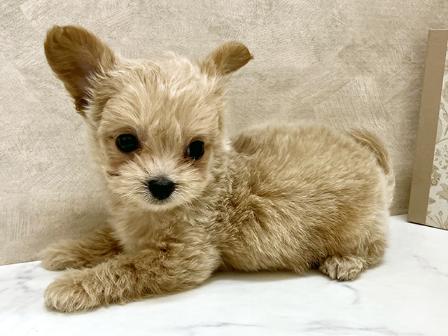 奈良県のチワプー/プーチー(チワワ×プードル) (ペッツファースト橿原店/2025年8月8日生まれ/男の子/アプリコット)の子犬の2枚目の画像