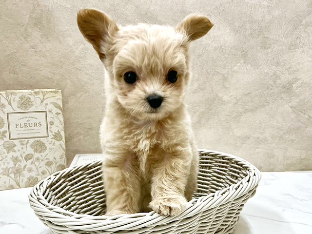 奈良県のチワプー/プーチー(チワワ×プードル) (ペッツファースト橿原店/2025年8月8日生まれ/男の子/アプリコット)の子犬の3枚目の画像