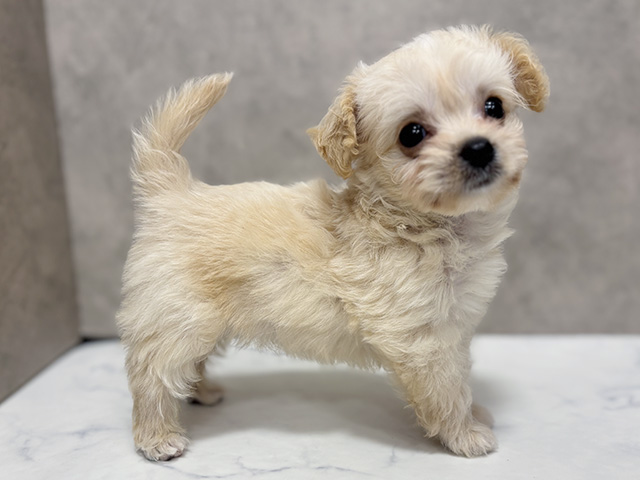 東京都のチワプー/プーチー(チワワ×プードル) (ペッツファースト池袋店/2025年8月8日生まれ/女の子/アプリコット)の子犬の2枚目の画像