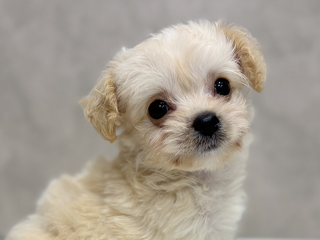 東京都のチワプー/プーチー(チワワ×プードル) (ペッツファースト池袋店/2025年8月8日生まれ/女の子/アプリコット)の子犬の3枚目の画像