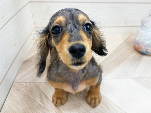 埼玉県のミニチュアダックスフンド(ロング) (ペッツファーストふじみ野店/2025年8月11日生まれ/男の子/シルバーダップル)の子犬の1枚目の画像