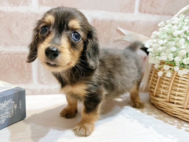 東京都のミニチュアダックスフンド(ロング) (ペッツファースト自由が丘店/2025年8月11日生まれ/男の子/シルバーダップル)の子犬の2枚目の画像