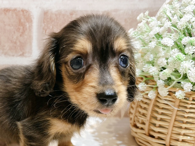 東京都のミニチュアダックスフンド(ロング) (ペッツファースト自由が丘店/2025年8月11日生まれ/男の子/シルバーダップル)の子犬の3枚目の画像