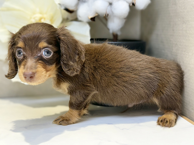 埼玉県のカニンヘンダックスフンド(ロング) (ペッツファースト川口店/2025年8月10日生まれ/男の子/チョコレートタン)の子犬の2枚目の画像