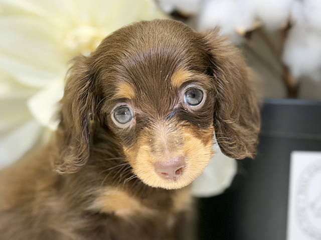 埼玉県のカニンヘンダックスフンド(ロング) (ペッツファースト川口店/2025年8月10日生まれ/男の子/チョコレートタン)の子犬の3枚目の画像