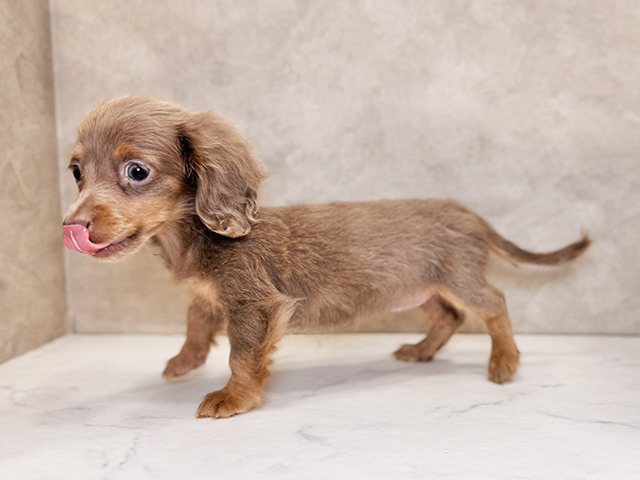 埼玉県のカニンヘンダックスフンド(ロング) (ペッツファーストPETEMOレイクタウンmori店/2025年8月11日生まれ/女の子/イザベラタン)の子犬の2枚目の画像