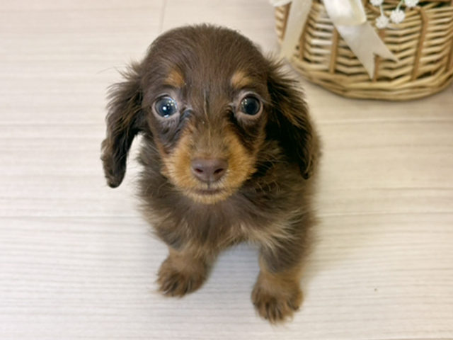 福岡県のカニンヘンダックスフンド(ロング) (ペッツファースト筑紫野店/2025年8月11日生まれ/女の子/チョコレートタン)の子犬の1枚目の画像