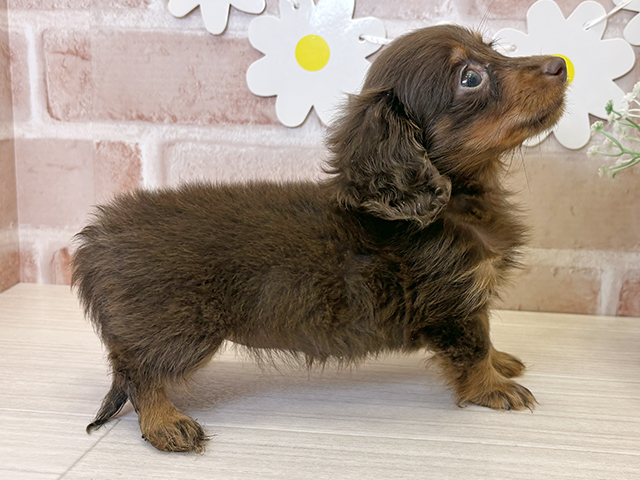 福岡県のカニンヘンダックスフンド(ロング) (ペッツファースト筑紫野店/2025年8月11日生まれ/女の子/チョコレートタン)の子犬の2枚目の画像