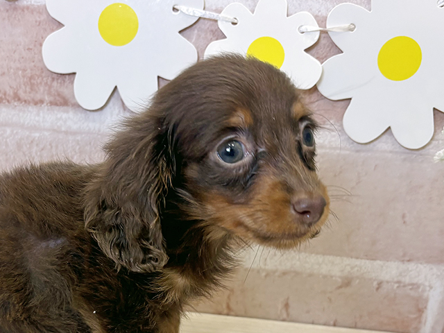 福岡県のカニンヘンダックスフンド(ロング) (ペッツファースト筑紫野店/2025年8月11日生まれ/女の子/チョコレートタン)の子犬の3枚目の画像