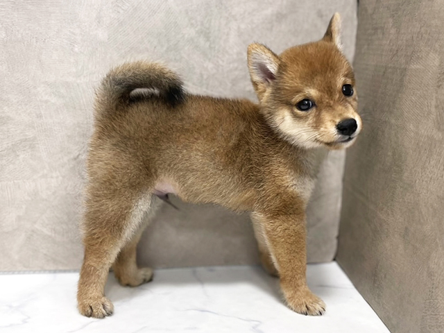 東京都の豆柴 (ペッツファースト池袋店/2025年8月10日生まれ/男の子/赤)の子犬の2枚目の画像