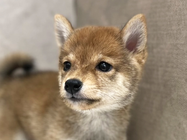 東京都の豆柴 (ペッツファースト池袋店/2025年8月10日生まれ/男の子/赤)の子犬の3枚目の画像