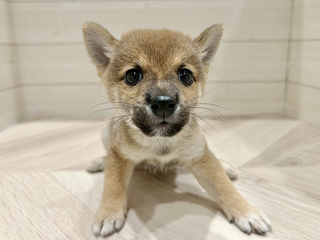 東京都の豆柴 (ペッツファースト豊洲店/2025年8月10日生まれ/男の子/赤)の子犬の1枚目の画像