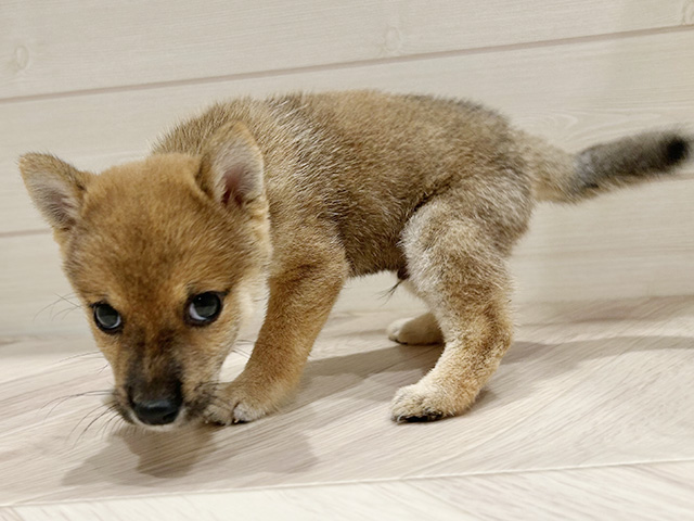東京都の豆柴 (ペッツファースト豊洲店/2025年8月10日生まれ/男の子/赤)の子犬の2枚目の画像