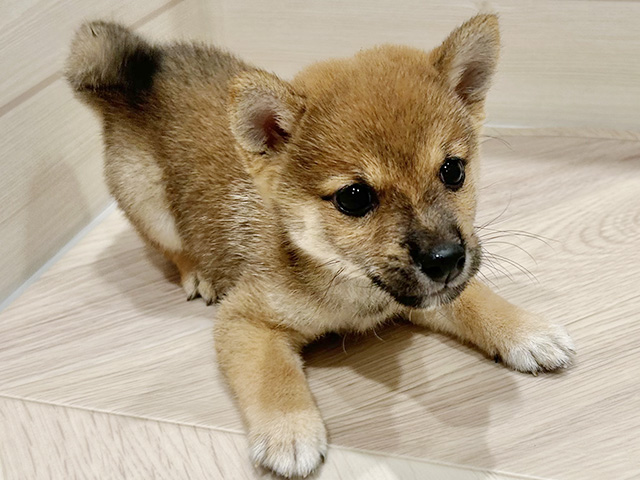 東京都の豆柴 (ペッツファースト豊洲店/2025年8月10日生まれ/男の子/赤)の子犬の3枚目の画像