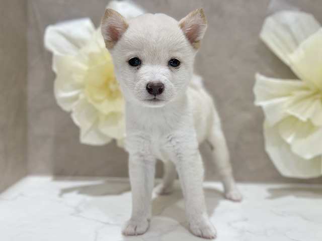 東京都の豆柴 (ペッツファースト新宿店/2025年8月11日生まれ/男の子/白)の子犬の1枚目の画像