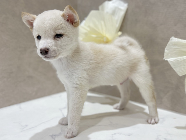 東京都の豆柴 (ペッツファースト新宿店/2025年8月11日生まれ/男の子/白)の子犬の2枚目の画像