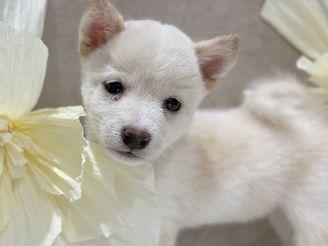 東京都の豆柴 (ペッツファースト新宿店/2025年8月11日生まれ/男の子/白)の子犬の3枚目の画像