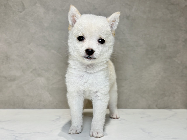 東京都の豆柴 (ペッツファースト神楽坂店/2025年8月11日生まれ/男の子/白)の子犬の1枚目の画像