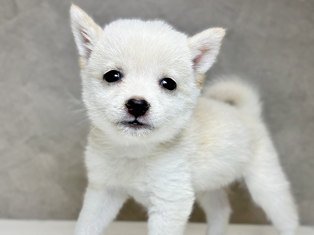 東京都の豆柴 (ペッツファースト神楽坂店/2025年8月11日生まれ/男の子/白)の子犬の3枚目の画像