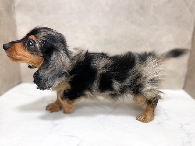 東京都のカニンヘンダックスフンド(ロング) (ペッツファースト池袋店/2025年8月11日生まれ/男の子/シルバーダップル)の子犬の2枚目の画像