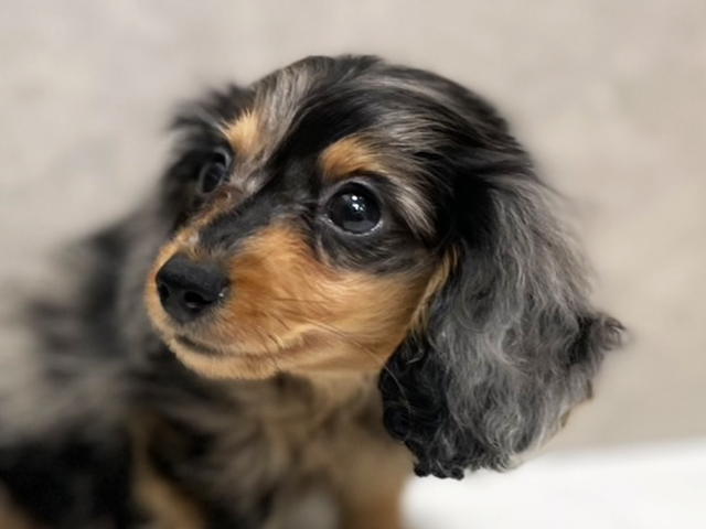 東京都のカニンヘンダックスフンド(ロング) (ペッツファースト池袋店/2025年8月11日生まれ/男の子/シルバーダップル)の子犬の3枚目の画像