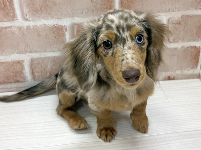 福岡県のカニンヘンダックスフンド(ロング) (ペッツファースト直方店/2025年8月11日生まれ/男の子/チョコレートダップル)の子犬の1枚目の画像