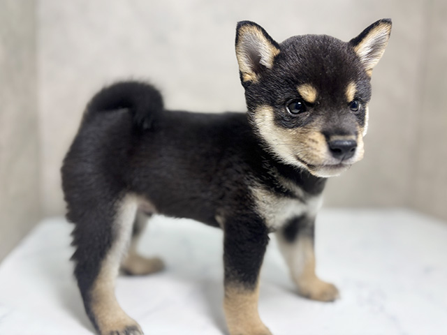 大阪府の豆柴 (ペッツファースト東大阪店/2025年8月11日生まれ/男の子/黒)の子犬の2枚目の画像