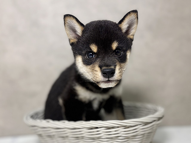 大阪府の豆柴 (ペッツファースト東大阪店/2025年8月11日生まれ/男の子/黒)の子犬の3枚目の画像