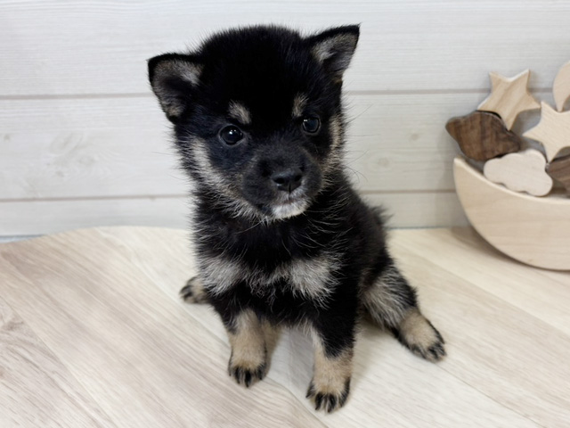 広島県の豆柴 (ペッツファースト広島府中店/2025年8月11日生まれ/女の子/黒)の子犬の1枚目の画像
