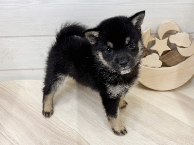 広島県の豆柴 (ペッツファースト広島府中店/2025年8月11日生まれ/女の子/黒)の子犬の2枚目の画像