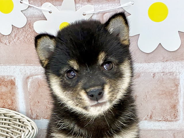 東京都の豆柴 (ペッツファースト豊洲店/2025年8月11日生まれ/女の子/黒)の子犬の3枚目の画像