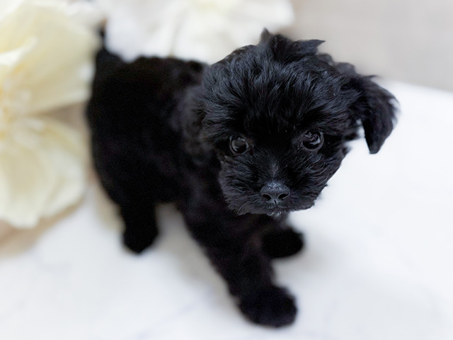 東京都のチワプー/プーチー(チワワ×プードル) (ペッツファースト恵比寿店/2025年8月11日生まれ/男の子/ブラック)の子犬の2枚目の画像