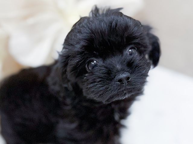 東京都のチワプー/プーチー(チワワ×プードル) (ペッツファースト恵比寿店/2025年8月11日生まれ/男の子/ブラック)の子犬の3枚目の画像