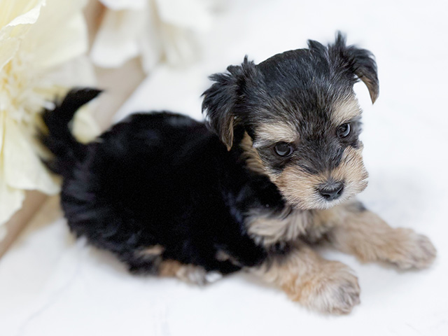 東京都のマルキー/マルヨーキー(マルチーズ×ヨークシャーテリア) (ペッツファースト恵比寿店/2025年8月10日生まれ/男の子/スチールブルータン)の子犬の2枚目の画像