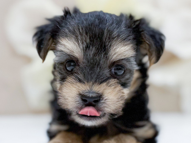 東京都のマルキー/マルヨーキー(マルチーズ×ヨークシャーテリア) (ペッツファースト恵比寿店/2025年8月10日生まれ/男の子/スチールブルータン)の子犬の3枚目の画像