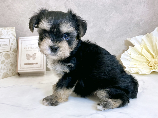 奈良県のマルキー/マルヨーキー(マルチーズ×ヨークシャーテリア) (ペッツファースト橿原店/2025年8月10日生まれ/男の子/スチールブルータン)の子犬の2枚目の画像