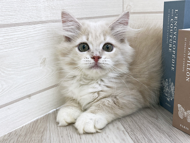 愛知県のサイベリアン (ペッツファースト岡崎店/2025年8月7日生まれ/女の子/クリームタビーホワイト)の子猫の1枚目の画像
