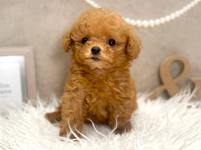 広島県のトイプードル(ティーカップ) (ペッツファースト広島本通店/2025年8月11日生まれ/女の子/レッド)の子犬の1枚目の画像